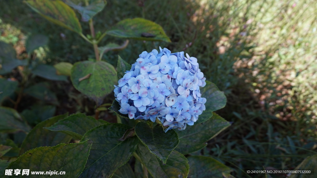 绣球花八仙花