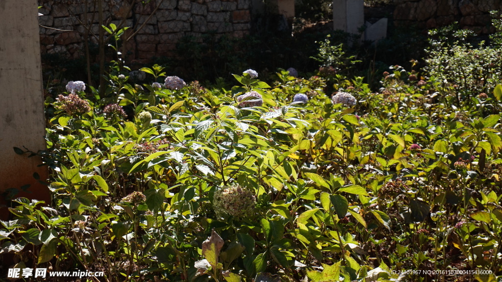 绣球花八仙花