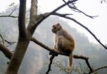 三峡猴溪