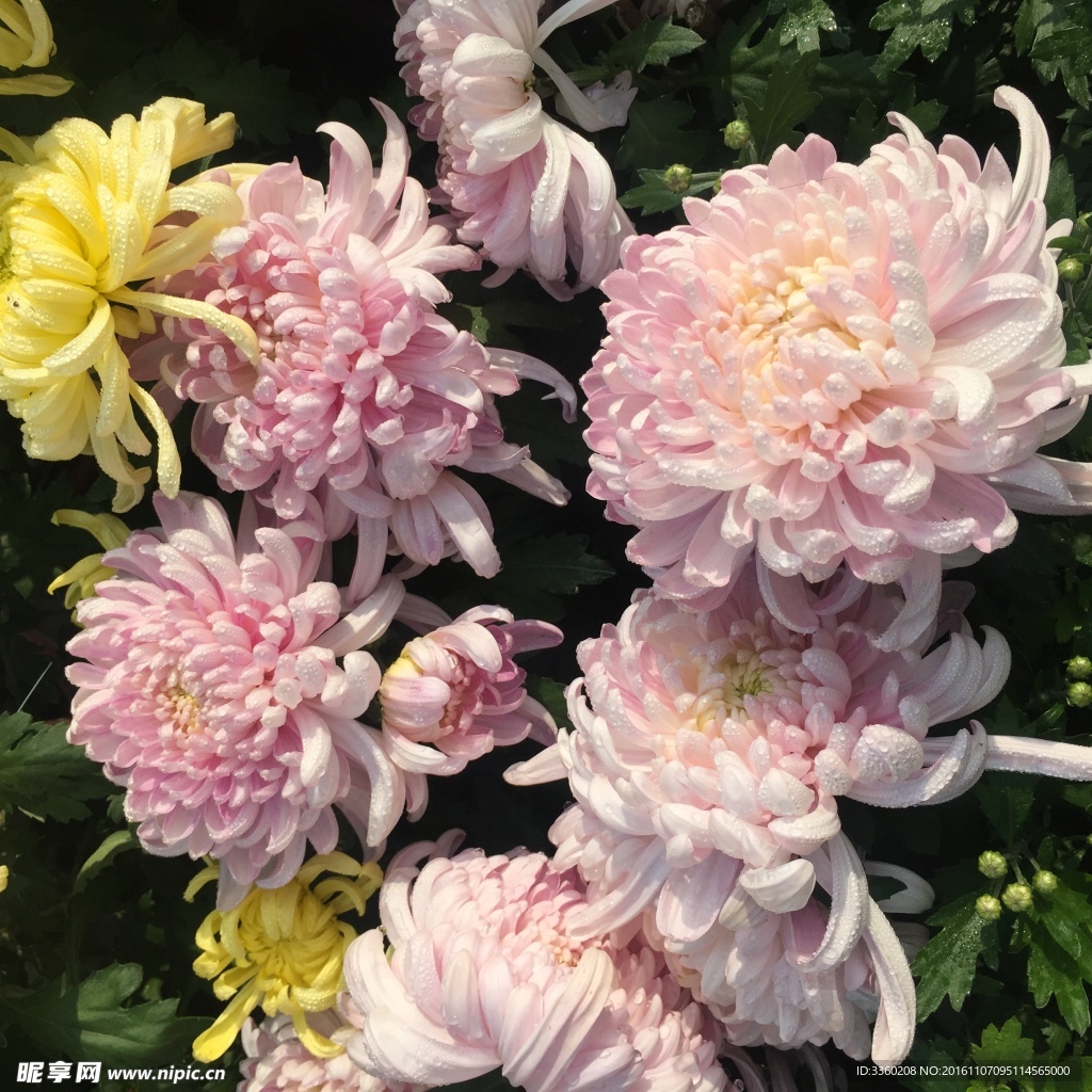 菊花开