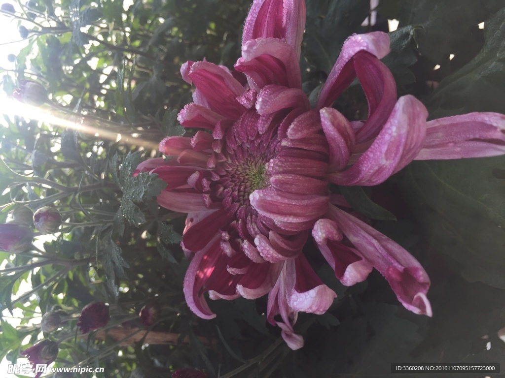 菊花开