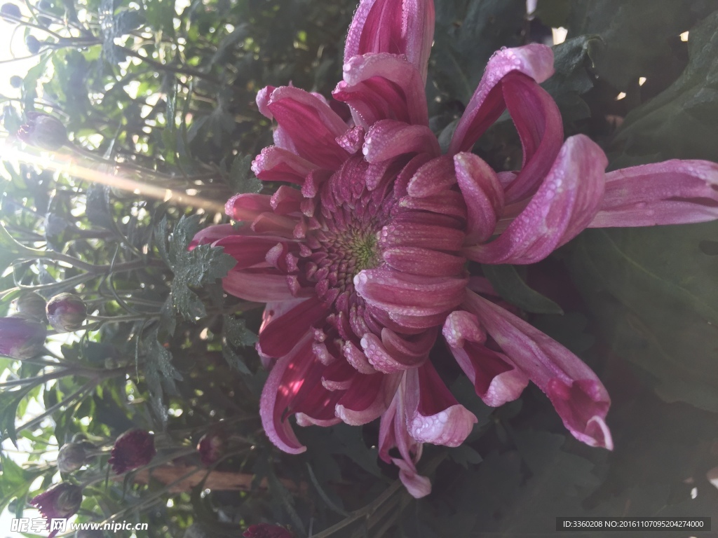 菊花开