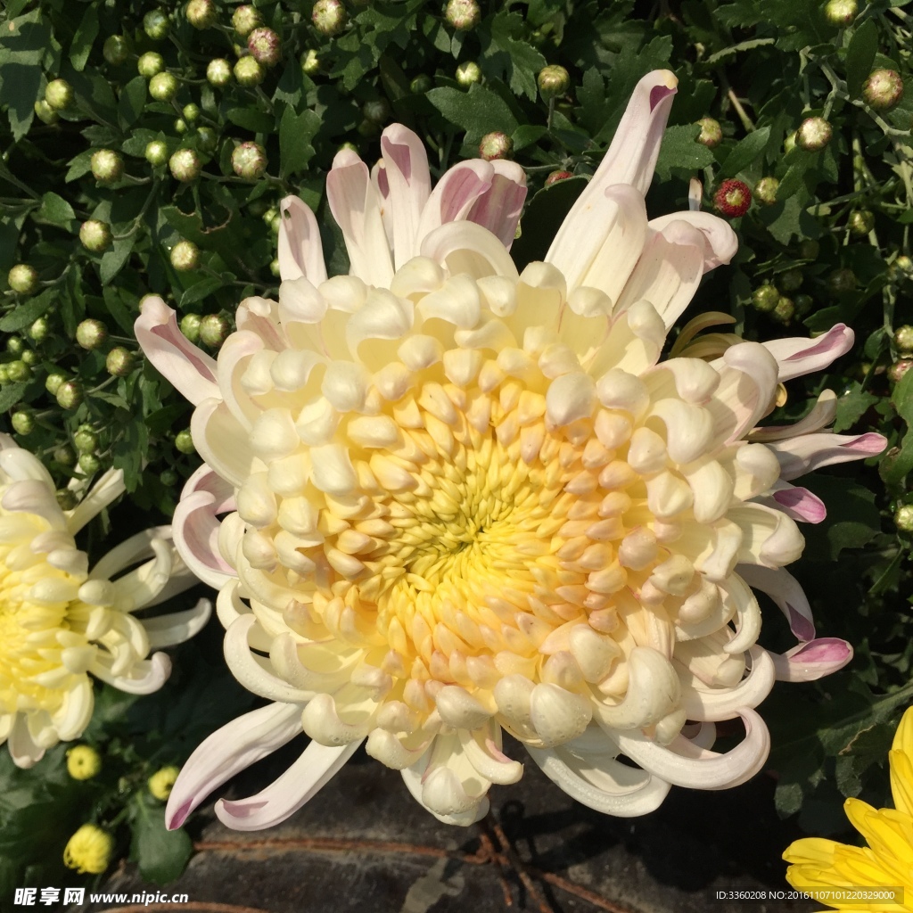 菊花开
