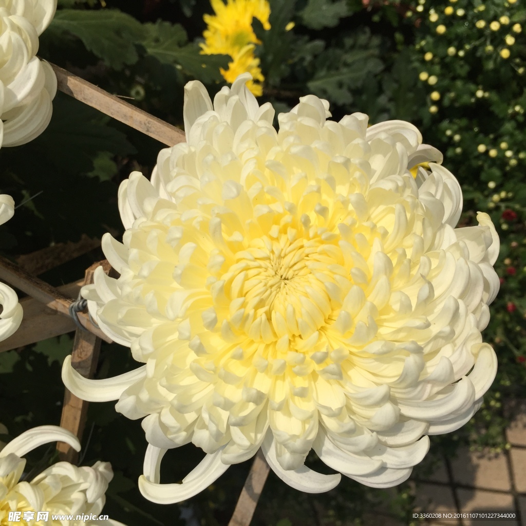 菊花开