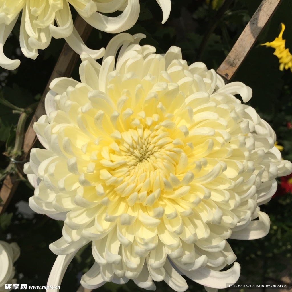 菊花开