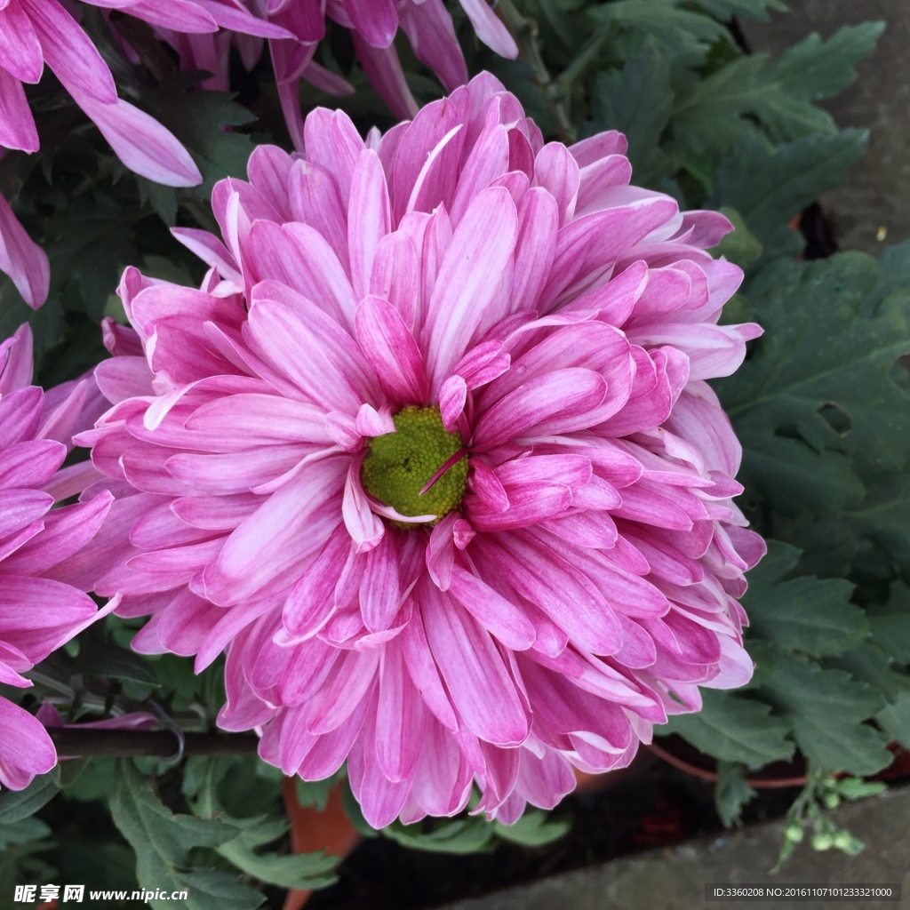 菊花开