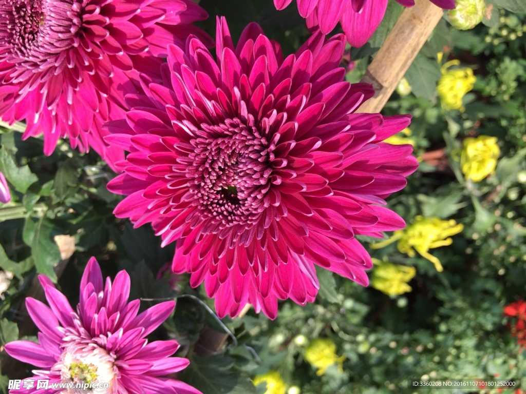菊花开