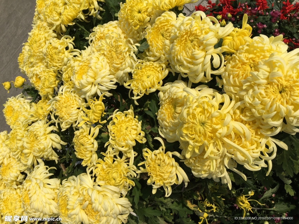 菊花开