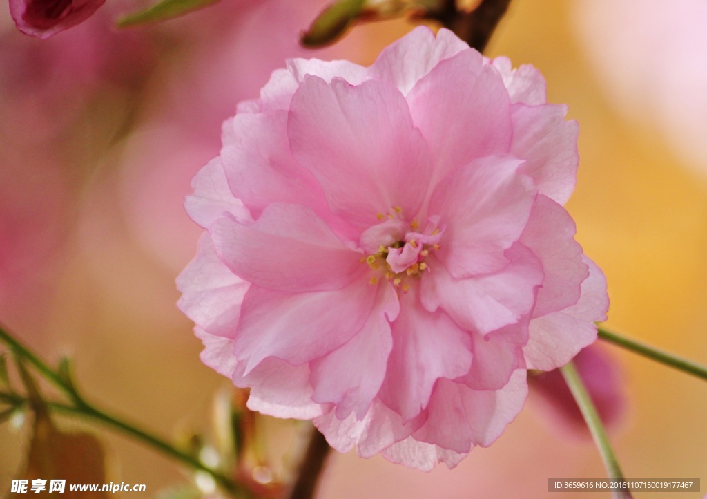 月季花