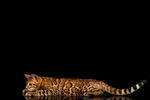 孟加拉豹猫