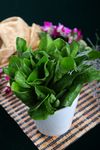 油菜