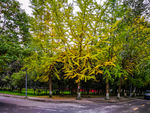 四川大学
