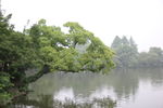 树