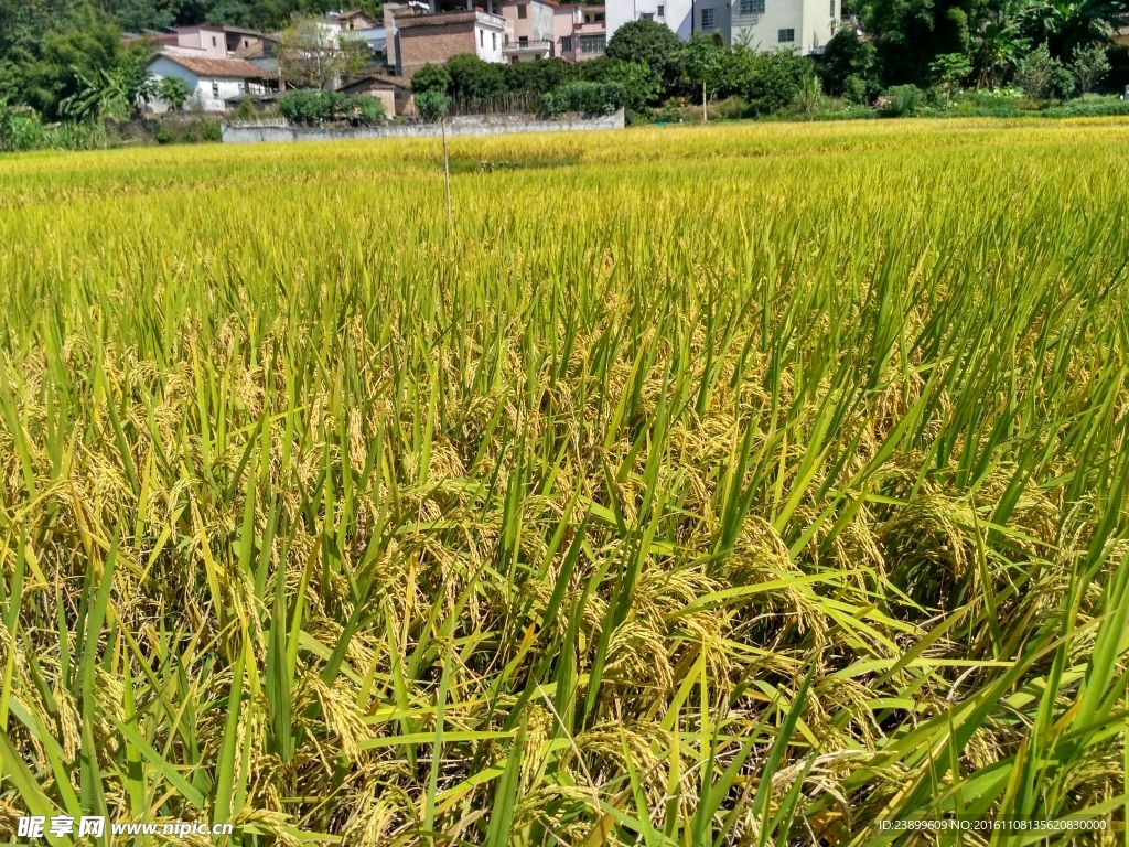 成熟的稻田