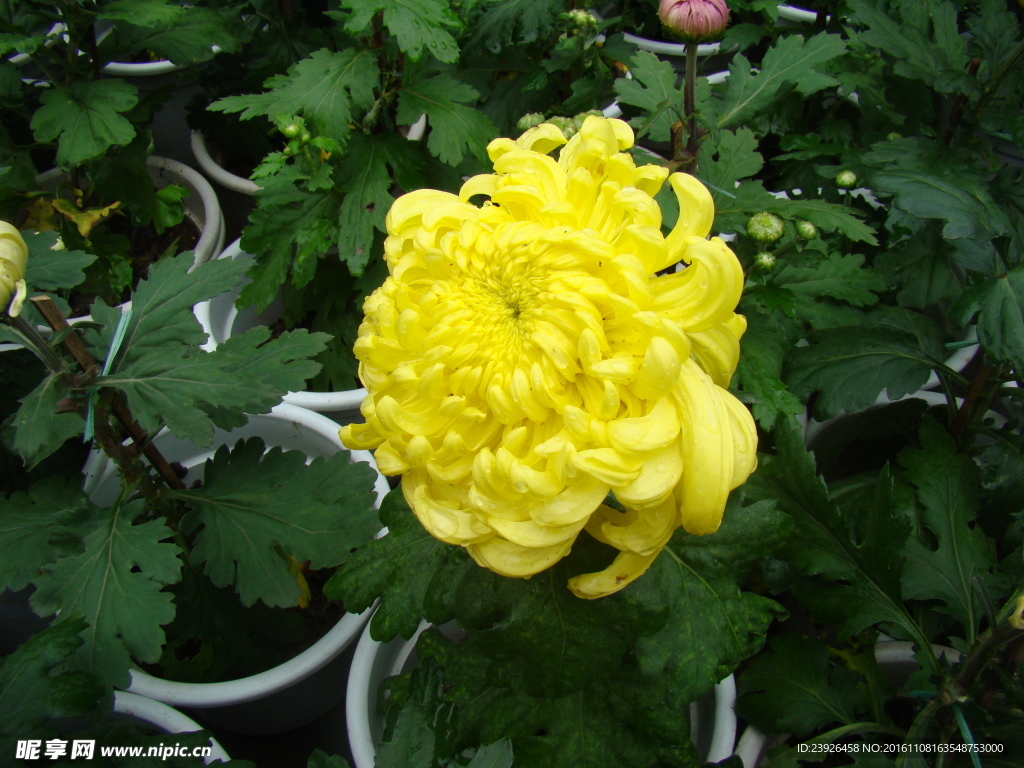 菊花