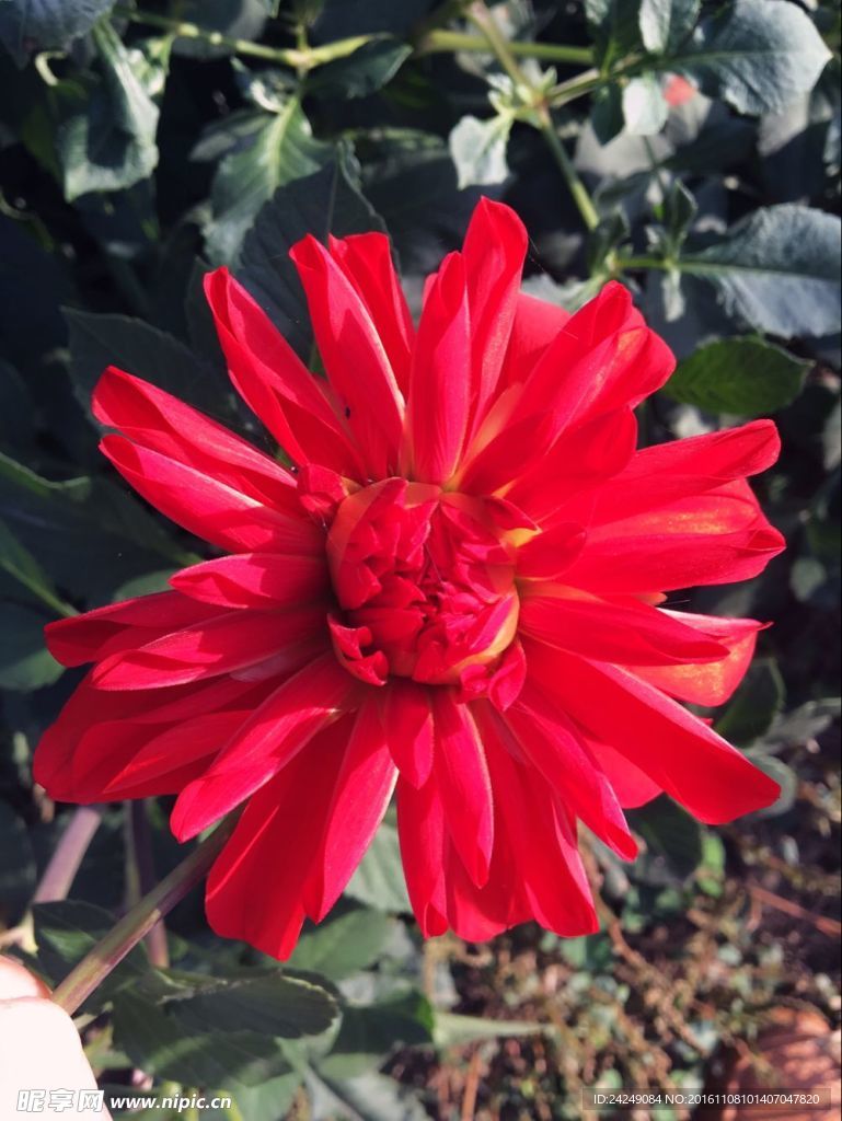红花