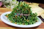 海胆芹菜苗