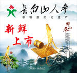 长白山人参