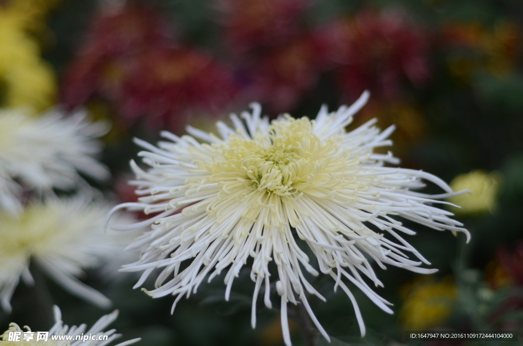 菊花