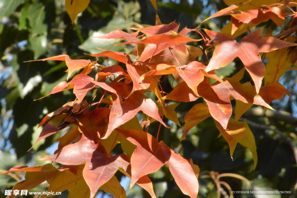 金秋红叶