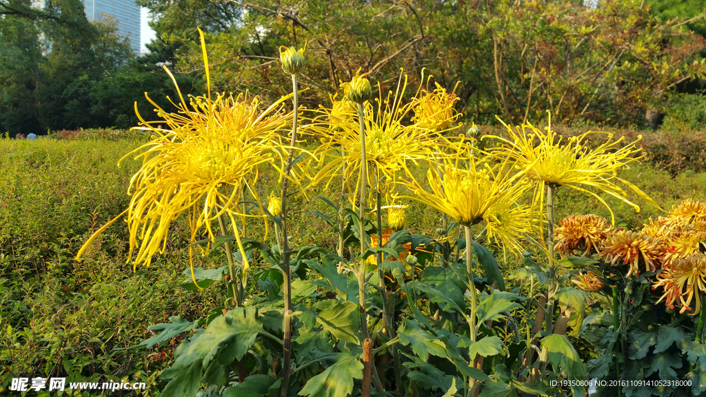 秋天黄色的菊花