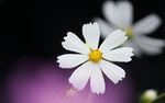 雏菊