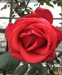 玫瑰花