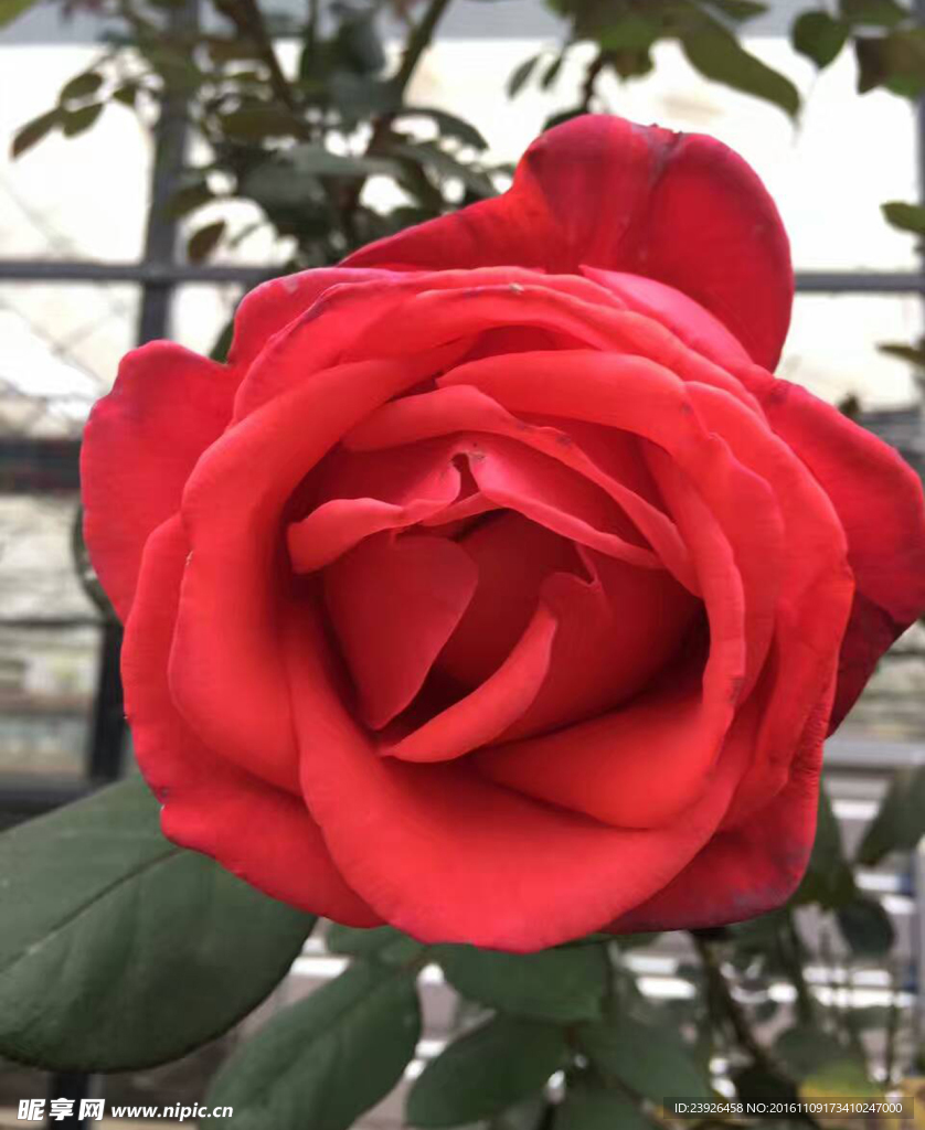 玫瑰花