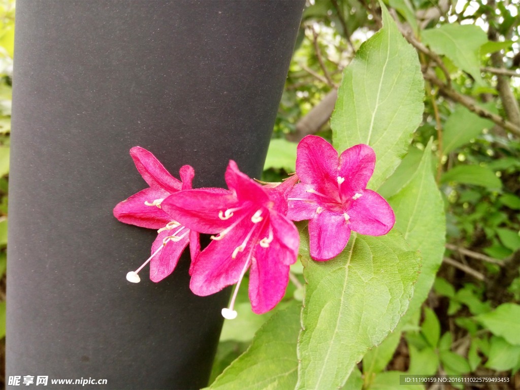 红王子锦带花