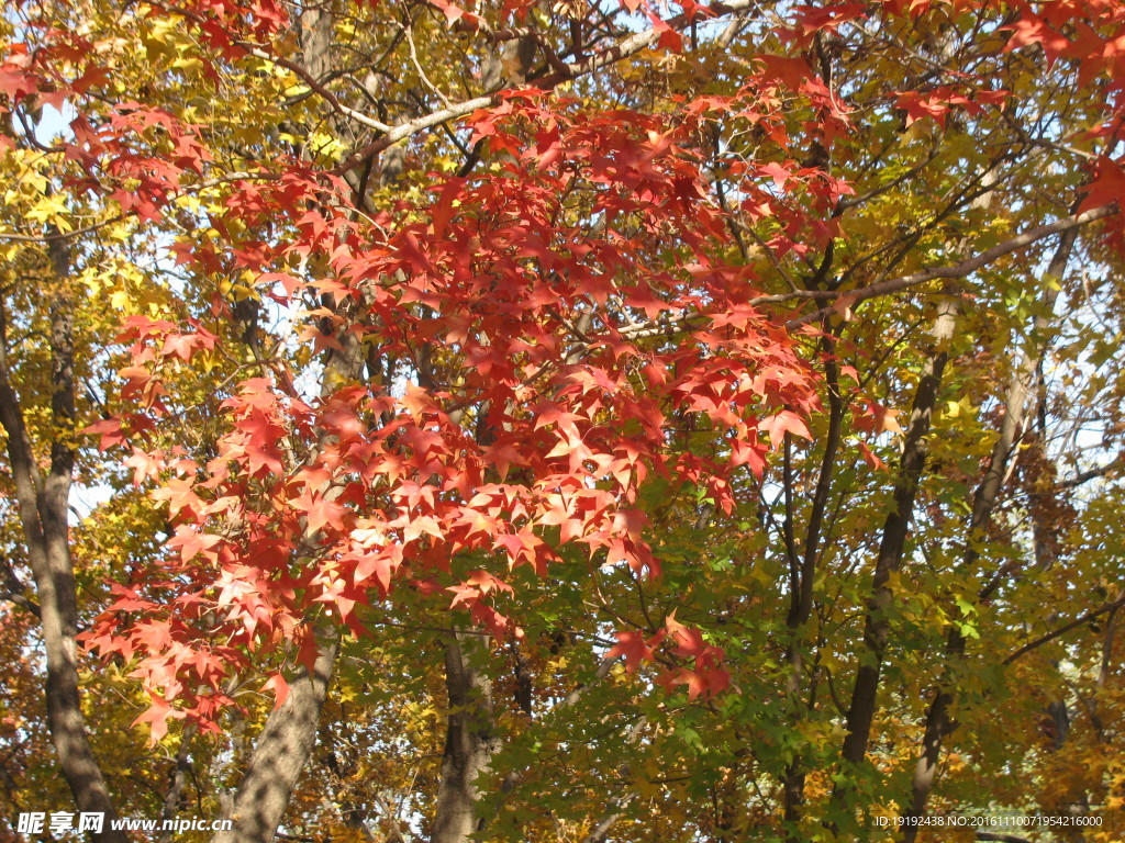 金秋红叶