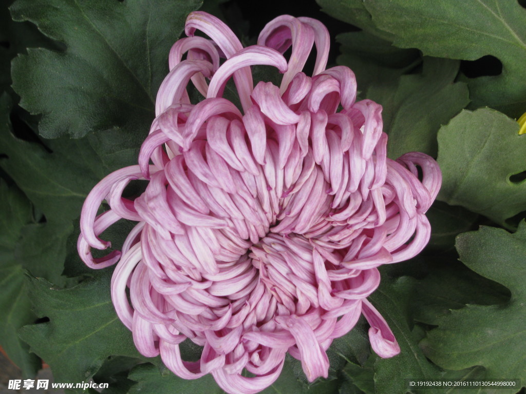 菊花