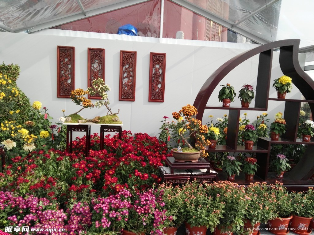 天坛菊花展