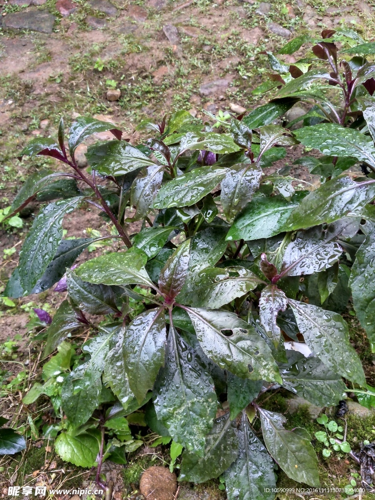 紫菜