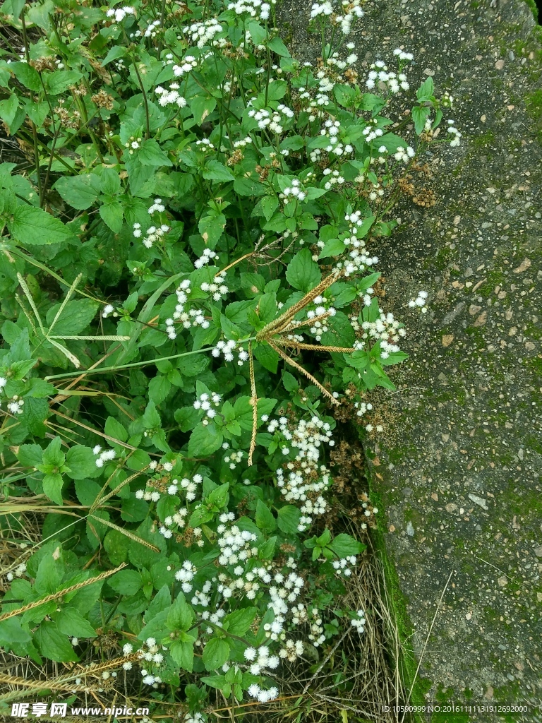 白色小花