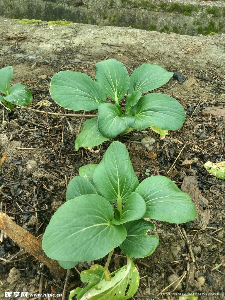 白菜