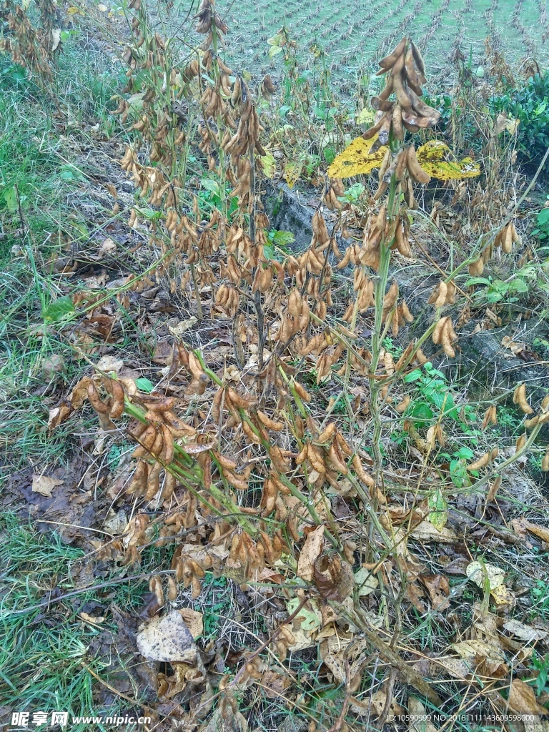 豆荚