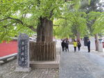 少林寺景色