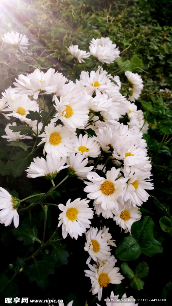 菊花