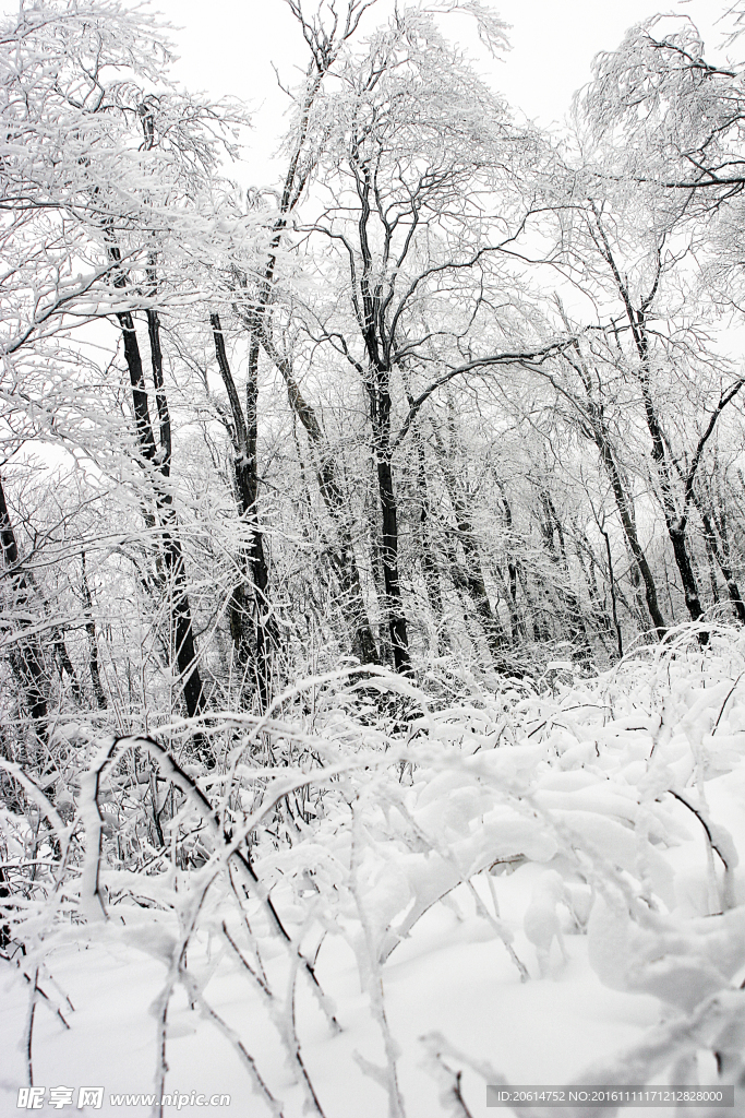 美丽的雪景