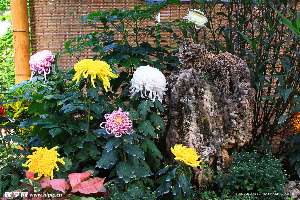 惠山金秋菊会