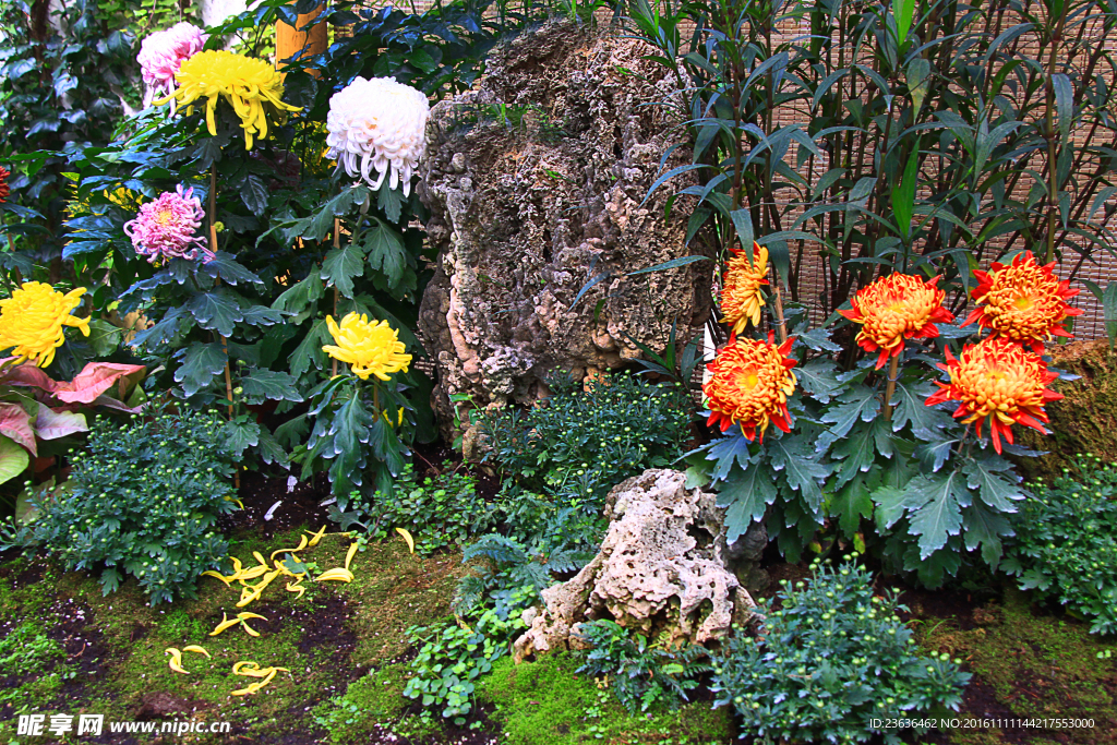 惠山金秋菊会