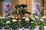 惠山金秋菊会