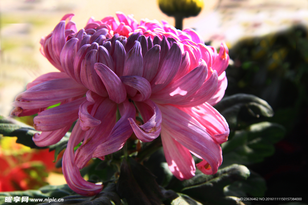 菊花 高清 特写