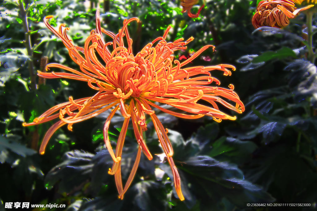 菊花 高清 特写