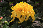 菊花 高清 特写