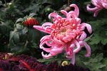 菊花 高清 特写