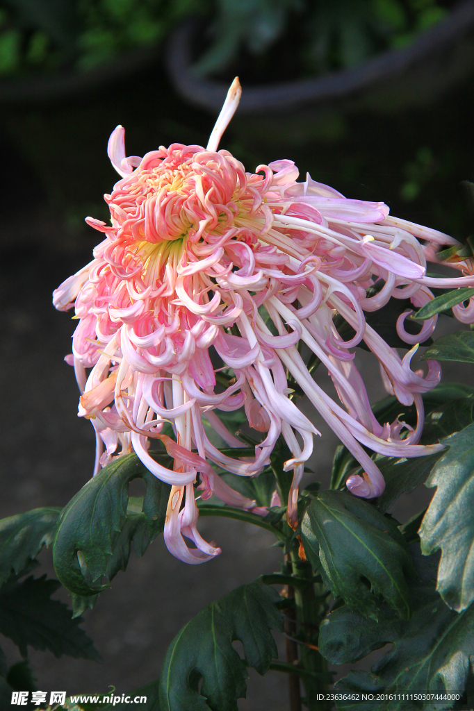 菊花 高清 特写