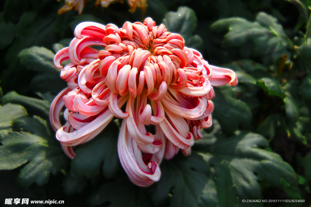 菊花 高清 特写