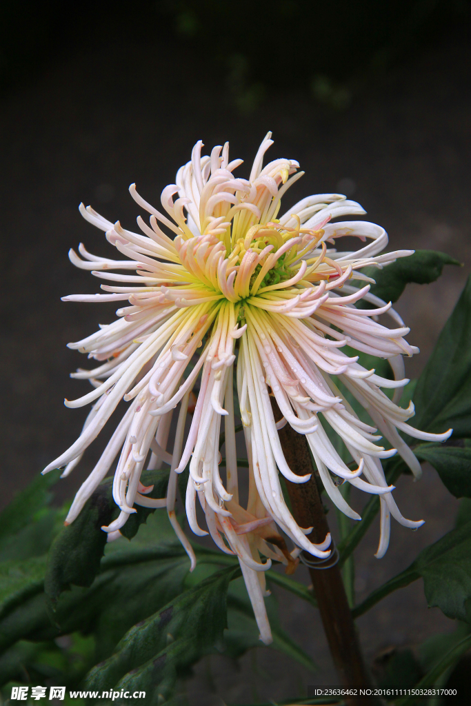 菊花 高清 特写