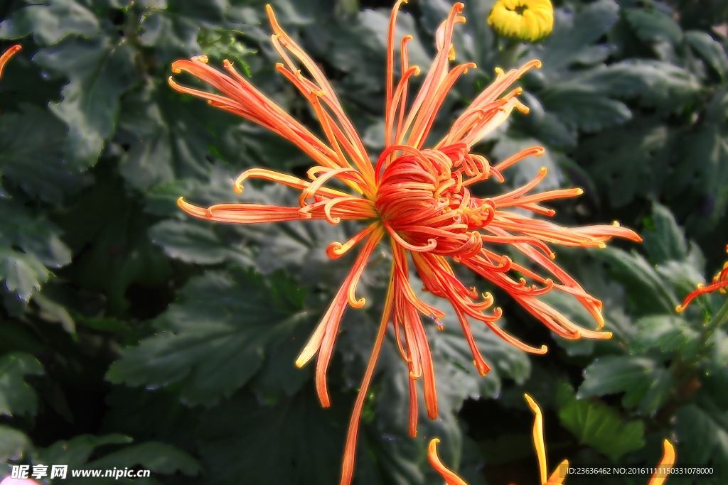 菊花 高清 特写